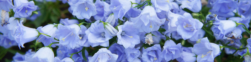 Campanula